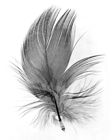 Feather