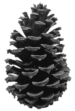 Pinecone
